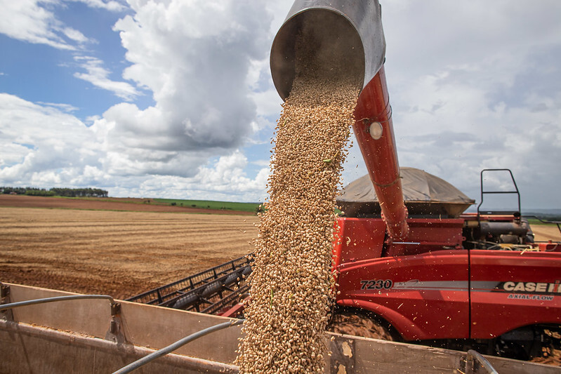 Indicador CNA/Cepea: Feijão carioca e preto registram queda na maior parte das regiões
