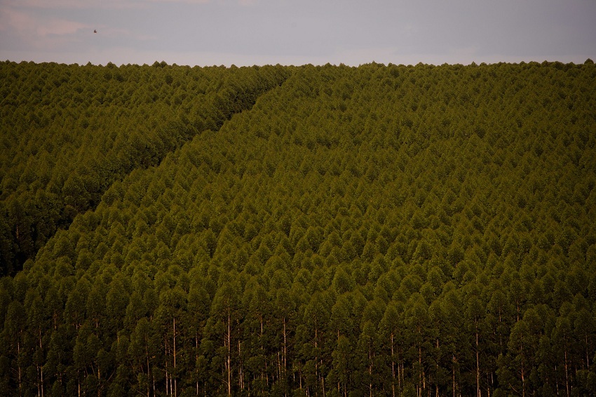 CNA apresenta ações na reunião da Câmara Setorial de Florestas Plantadas