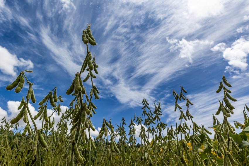 Cade mantém medida preventiva da CNA sobre Moratória da Soja
