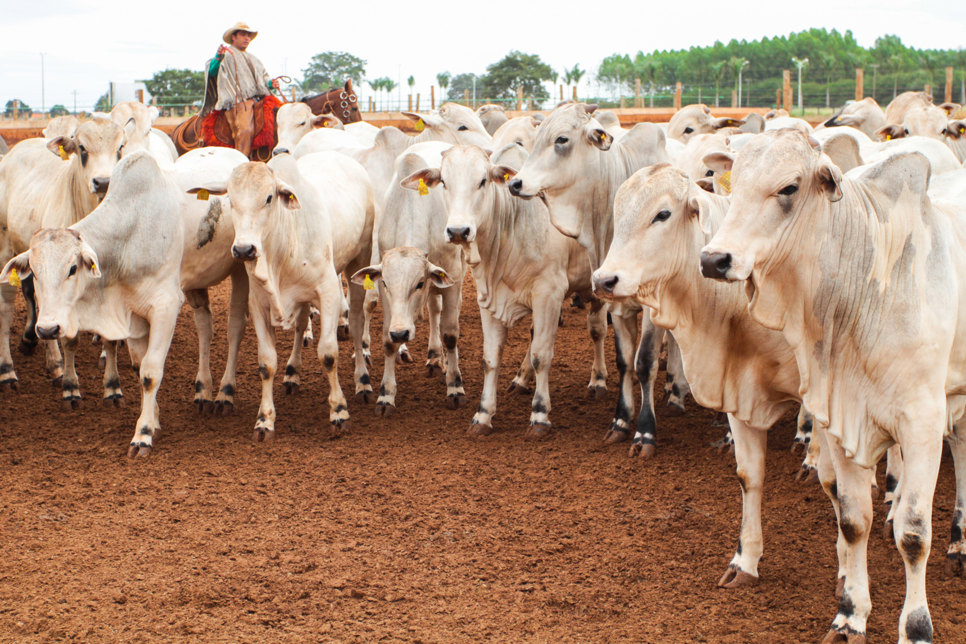 Retrospectiva: Avanços sanitários, novos programas e articulação política marcam o agro de Mato Grosso do Sul em 2025