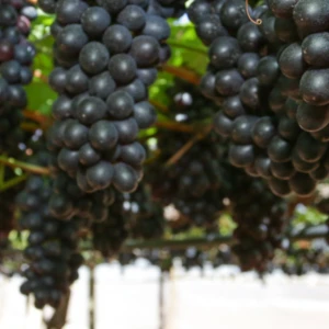 Análises estratégicas ao produtor rural e embasamento para aprimoramento e proposição de políticas públicas