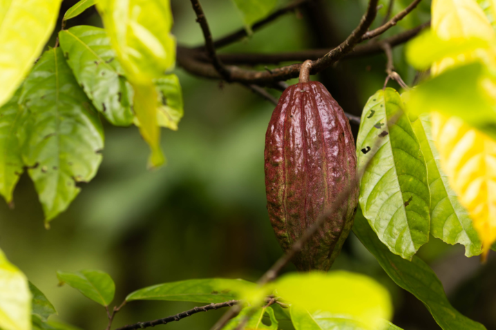 FOTO CACAU Wenderson Araujo Trilux Sistema CNA Senar