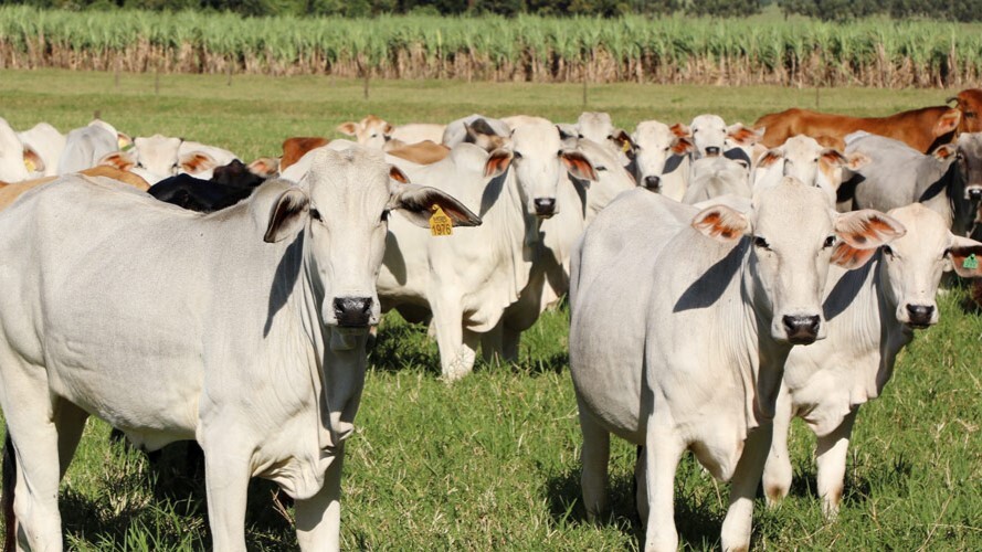 Bovinos e búfalos: rastreabilidade individual fortalece defesa sanitária do Paraná