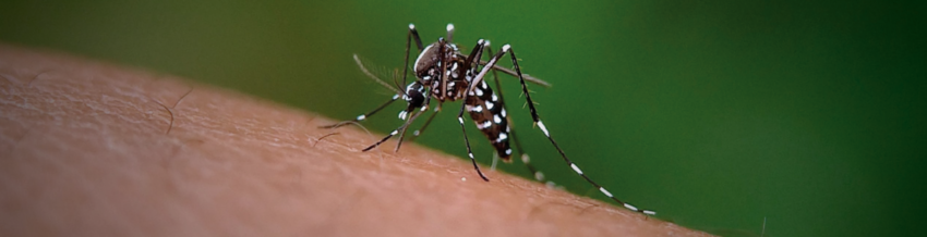 Dengue banner mosquito