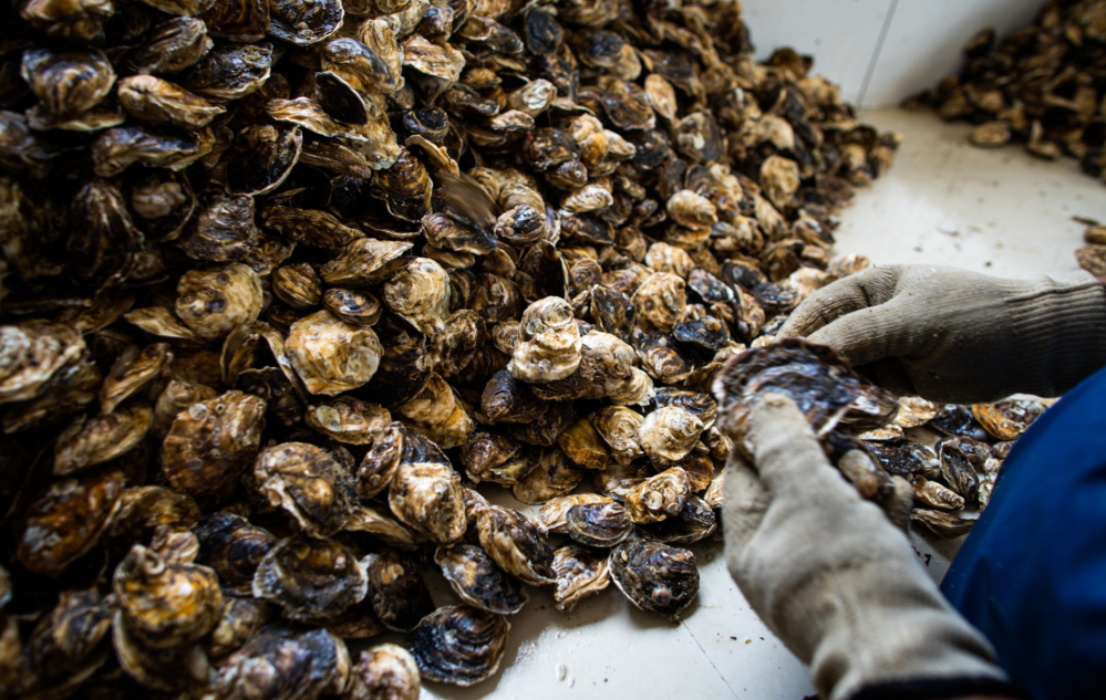 Acesse nosso flickr 👇