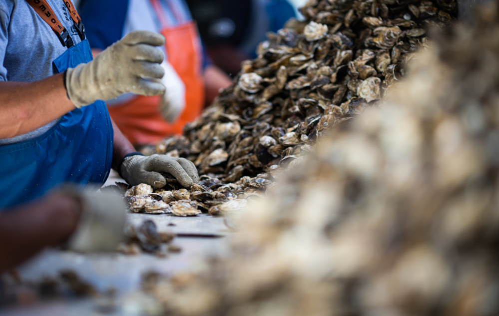 Acesse nosso flickr 👇