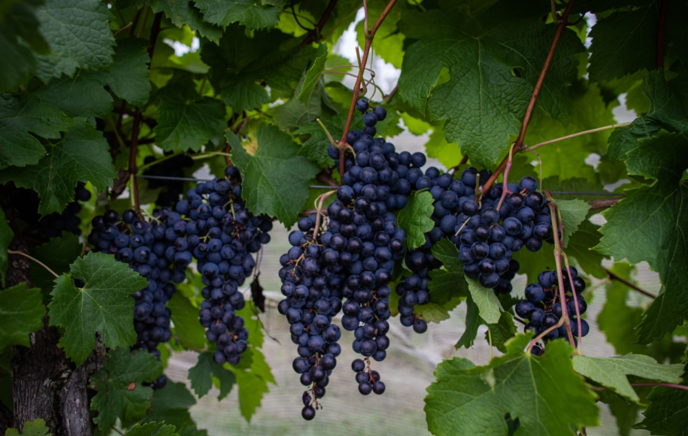 Acesse nosso flickr 👇