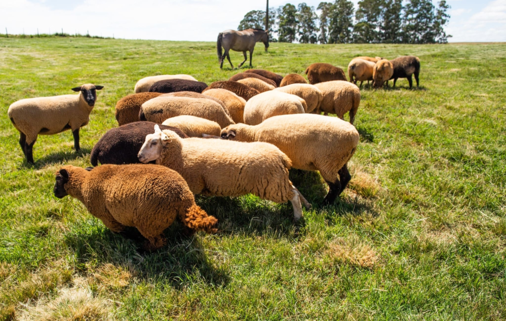Acesse nosso flickr 👇