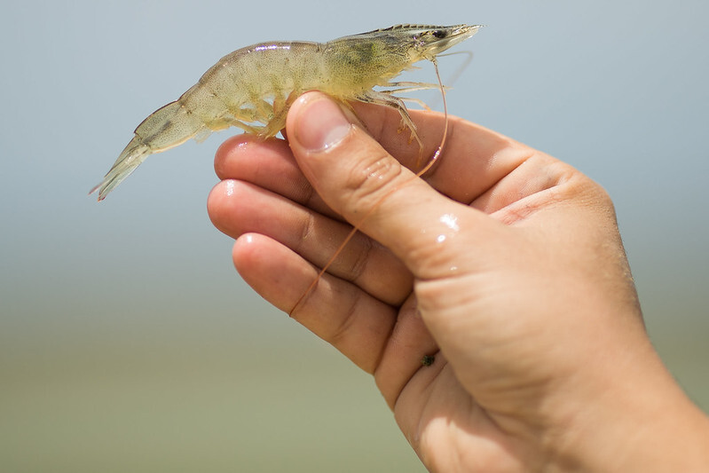 CNA discute procedimentos de importação de reprodutores de camarão
