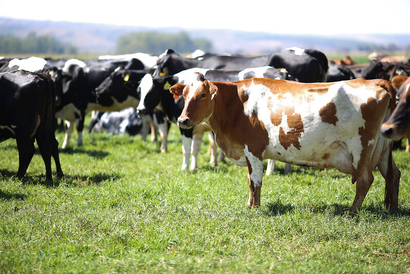 CNA debate ações para combate da brucelose bovina