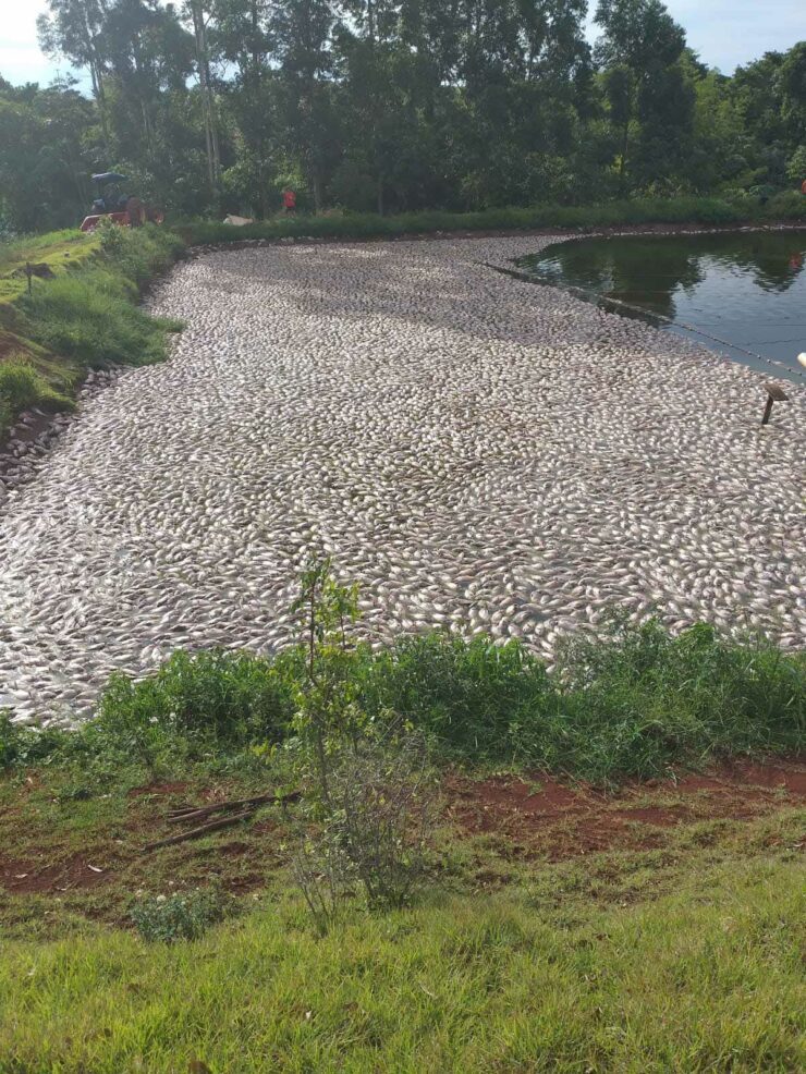 Problemas frequentes de falta e queda de energia impactam produção de tilápias e tambaquis em Marechal Cândido Rondon