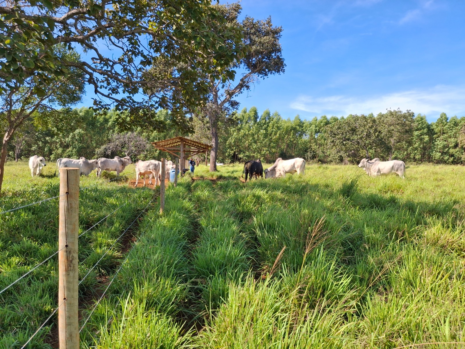 Forrageiras mostram alto desempenho no semiárido