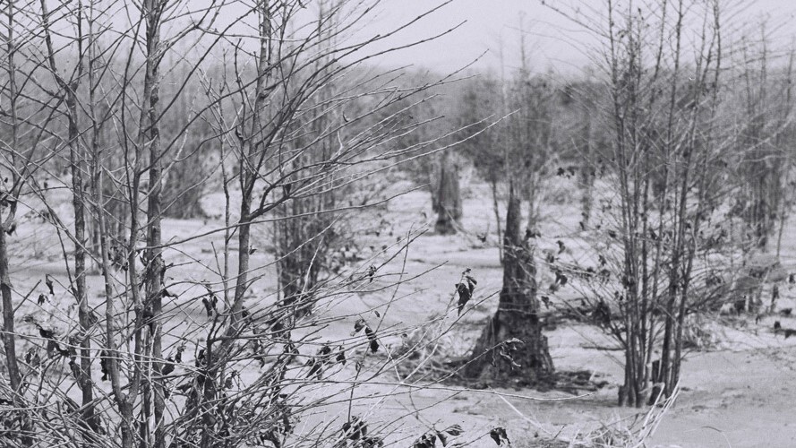 Geada negra: 50 anos do evento climático que modificou o agro do Paraná
