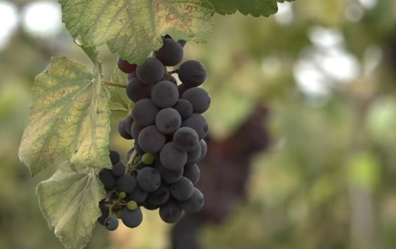 Parreiral de sucesso: produtora rural  entrou no mercado de uvas depois de curso do Senar Goiás