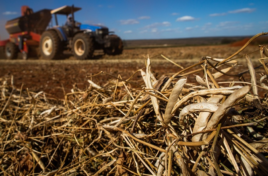 Mercado do feijão perde força no fim de março, mas trimestre mantém valorização
