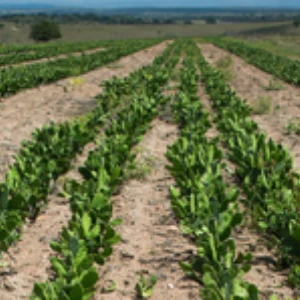 Avaliação do potencial produtivo das plantas forrageiras às condições climáticas do semiárido