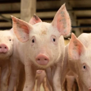 Uma solução para atender às demandas dos produtores integrados das cadeias de aves e suínos