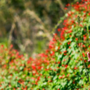 Adequação Ambiental nas mãos do Produtor