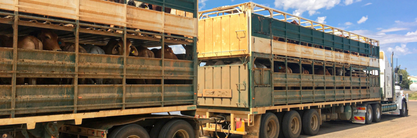 Transito de animais site