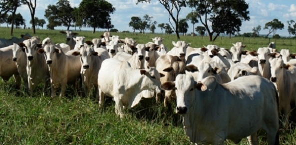 Alta nos preços dos animais de reposição