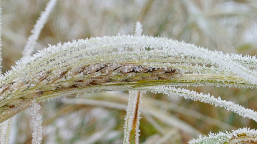 Geada acende alerta para perdas na safra de inverno