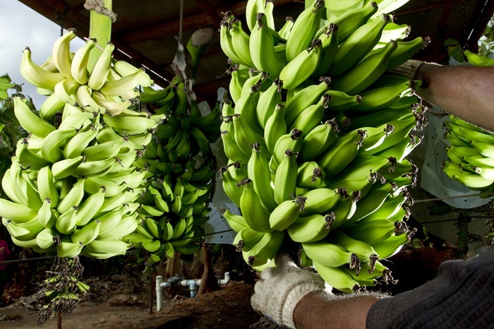 Senar impulsiona produção de banana e melhora renda de pequenos produtores